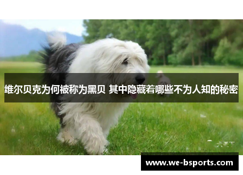 维尔贝克为何被称为黑贝 其中隐藏着哪些不为人知的秘密 维尔贝克为何被称为黑贝 其中隐藏着哪些不为人知的秘密