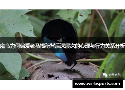 魔鸟为何偏爱老马揭秘背后深层次的心理与行为关系分析